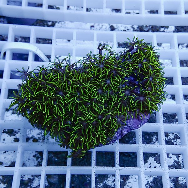 【サンゴ現物5】スターポリプ!15時までのご注文で当日発送 【サンゴ】(t221