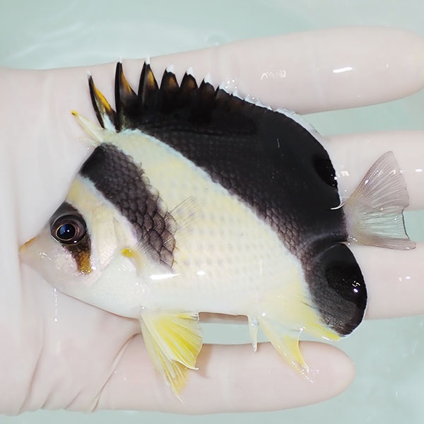 【現物5】バーゲスバタフライ 9cm±! 海水魚 チョウチョウウオ 15時までのご注文で当日発送(t114(t207