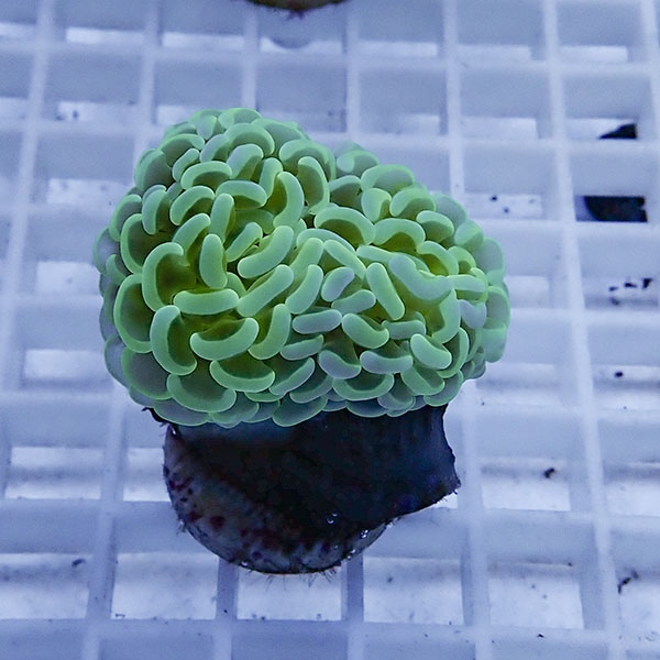 【サンゴ現物27】ナガレハナサンゴ フラグ!15時までのご注文で当日発送 【サンゴ】(t136