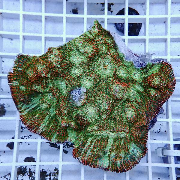 【サンゴ現物1】 キッカサンゴ !15時までのご注文で当日発送 【サンゴ】(t224