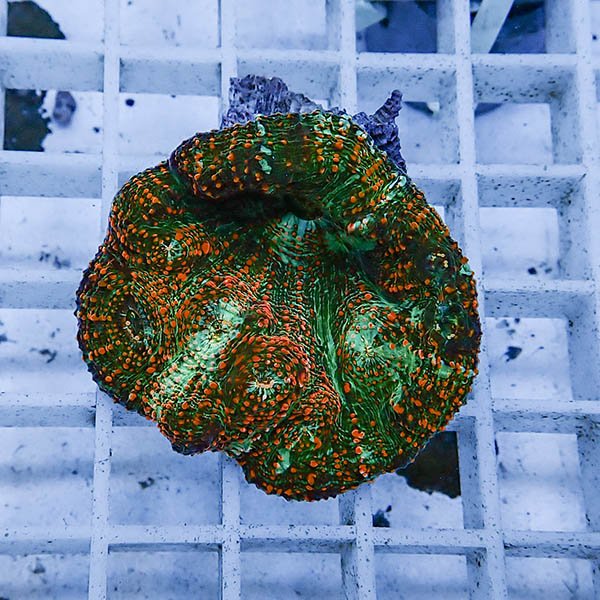 【サンゴ現物2】 キッカサンゴ !15時までのご注文で当日発送 【サンゴ】(t224