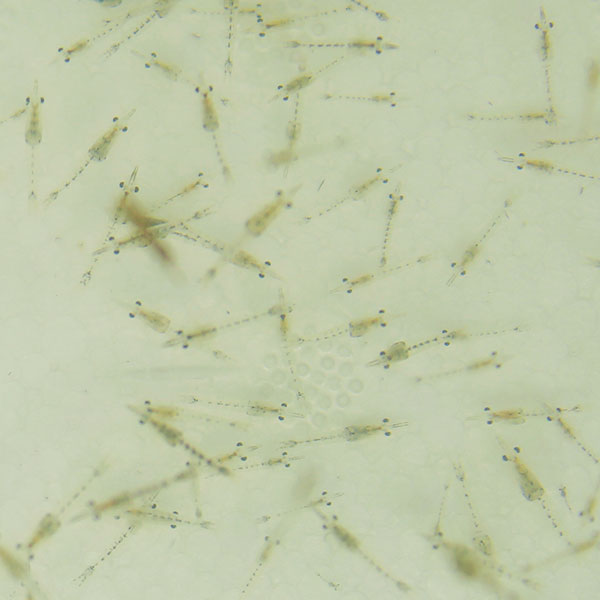 【海水魚 餌付け】生餌　イサザアミ（海水）3g 冷水で送ります同梱注意!  海水魚 エビ 【餌付け・キュア済】【15時までのご注文で当日発送】