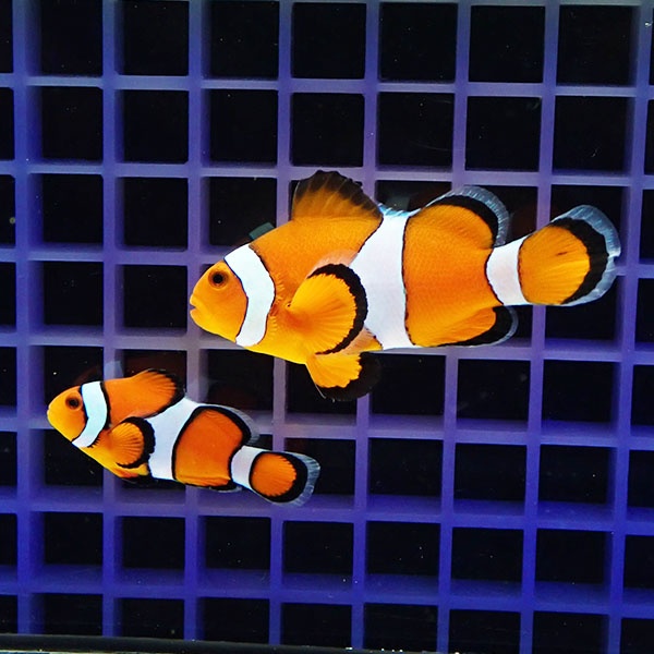 【現物1】カクレクマノミ ワイルドペア ♂4.5cm ♀6.5cm± ! wild 海水魚 カクレクマノミ(t111(t207