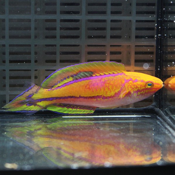 ピンテールフェアリーラス ♂6-8cm±! 海水魚 ベラ 15時までのご注文で当日発送(t122