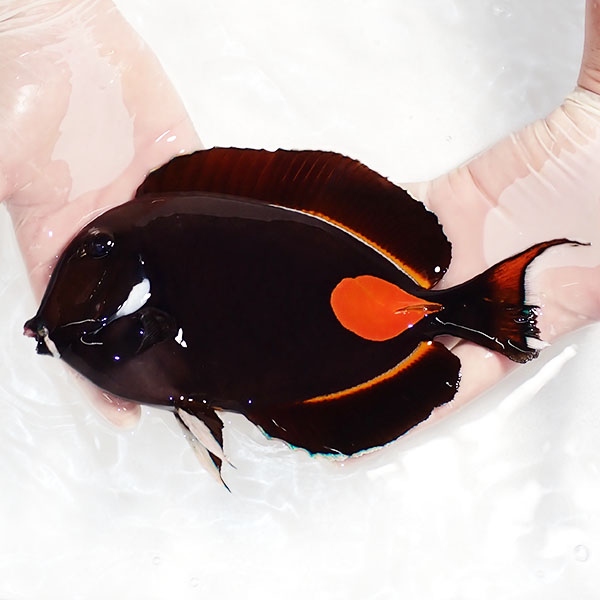 【現物1】粒エサOK 尾鰭欠けあり アキレスタン 22cm±! 海水魚 ハギ 15時までのご注文で当日発送(t119(t207