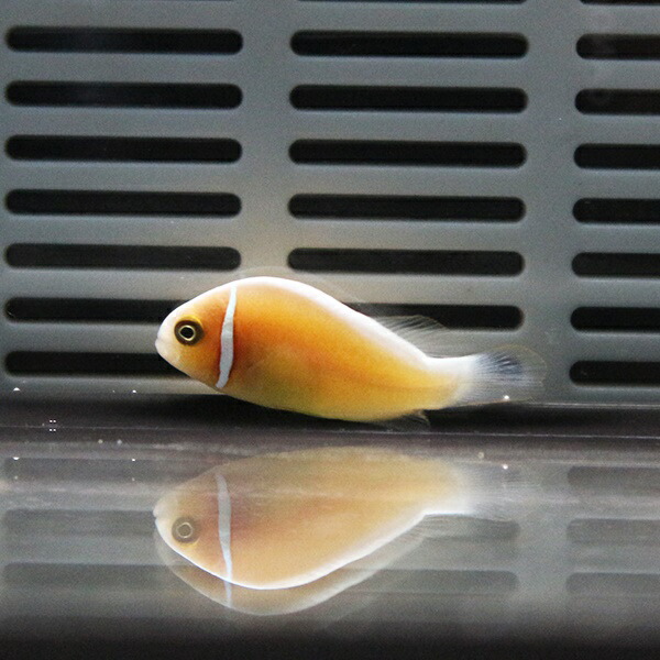 ハナビラクマノミ 小さ目! 海水魚 クマノミ 餌付け 15時までのご注文で当日発送(t115