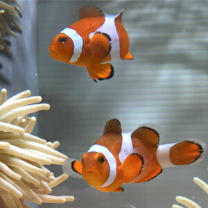 カクレクマノミ Sサイズ【1匹】 ! 海水魚 クマノミ★!15時までのご注文で当日発送(t115