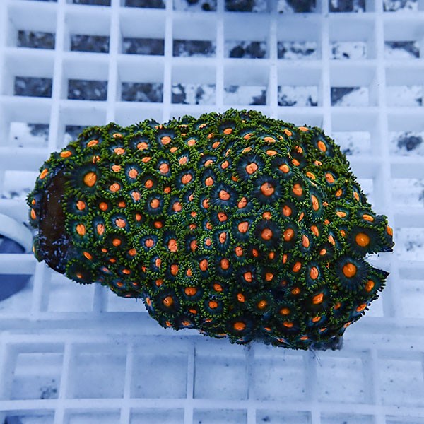 【サンゴ現物42】マメスナギンチャク !15時までのご注文で当日発送(t144