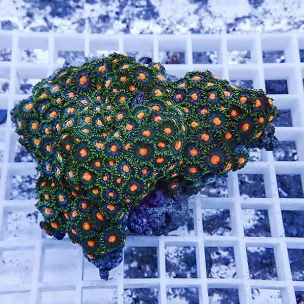 【サンゴ現物44】マメスナギンチャク !15時までのご注文で当日発送(t144