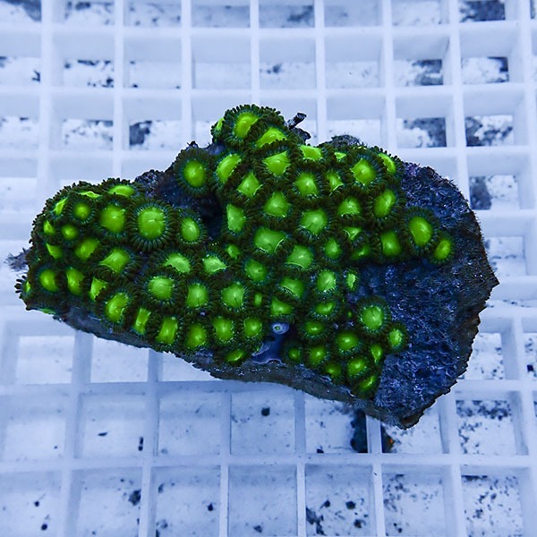 【サンゴ現物47】マメスナギンチャク !15時までのご注文で当日発送(t144