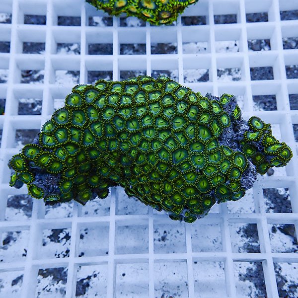 【サンゴ現物48】マメスナギンチャク !15時までのご注文で当日発送(t144