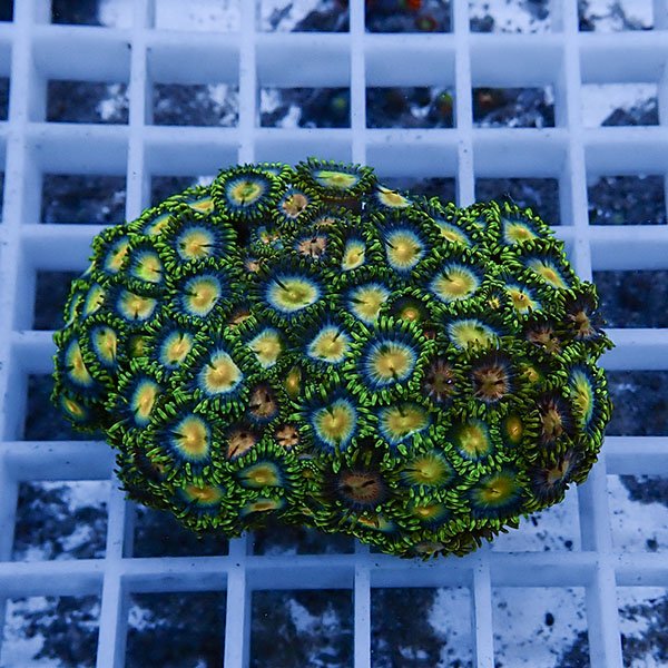 【サンゴ現物49】マメスナギンチャク !15時までのご注文で当日発送(t144