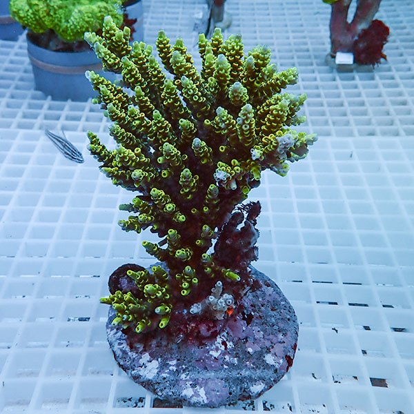 【サンゴ現物53】ブリードミドリイシ !15時までのご注文で当日発送 【ミドリイシ】(t214