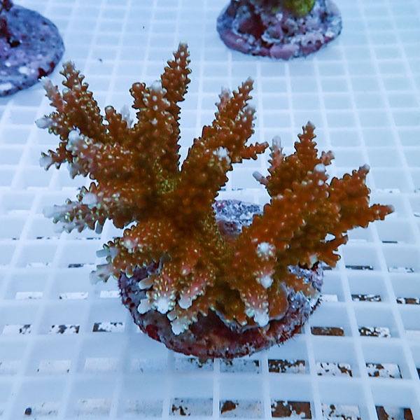 【サンゴ現物54】ブリードミドリイシ !15時までのご注文で当日発送 【ミドリイシ】(t214