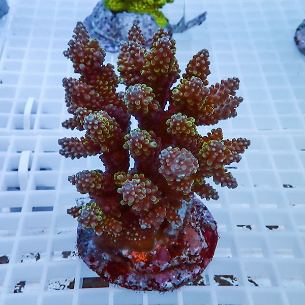 【サンゴ現物58】ブリードミドリイシ !15時までのご注文で当日発送 【ミドリイシ】(t214