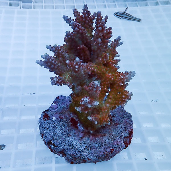 【サンゴ現物63】ブリードミドリイシ !15時までのご注文で当日発送 【ミドリイシ】(t214