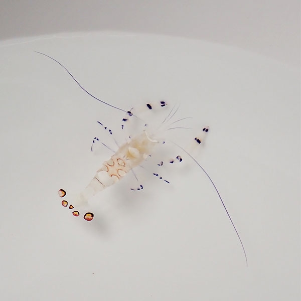 イソギンチャクエビ 【1匹】! 海水魚 エビ !【15時までのご注文で当日発送】(t129