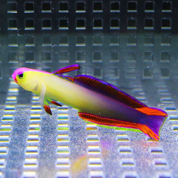 アケボノハゼ 4-6cm±【1匹】 海水魚 ハゼ ! 海水魚 ハゼ 【15時までのご注文で当日発送(t121
