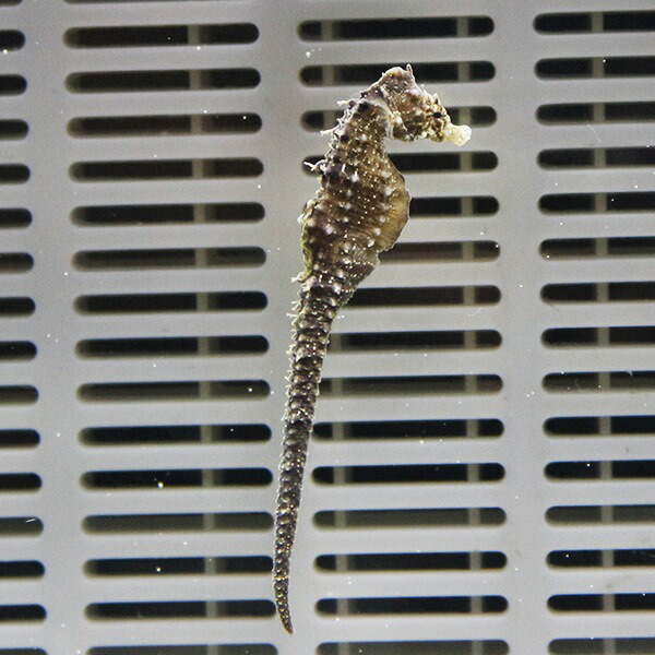 サンゴタツ 4-5cm± 冷水で送ります!  タツノオトシゴ イサザアミ餌付け済15時までのご注文で当日発送【タツノオトシゴ】