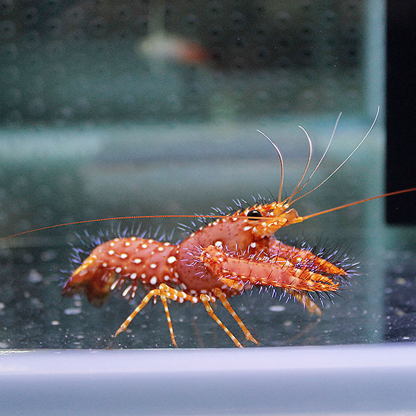 ショウグンエビ 4-5cm± 海水魚 エビ!【15時までのご注文で当日発送】(t129