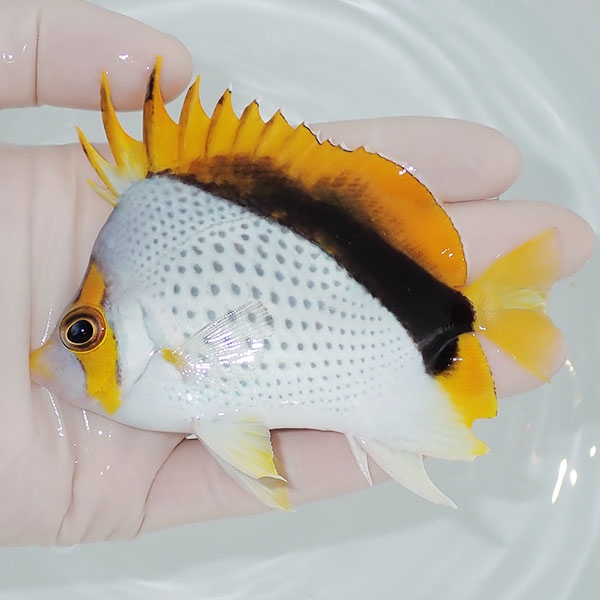 【現物1】マルケサスバタフライ 10.5cm±! 海水魚 チョウチョウウオ 15時までのご注文で当日発送(t114(t207