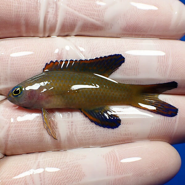【現物2】ツバメタナバタウオ 4.5cm± !海水魚 ハタ 15時までのご注文で当日発送【ハタ】(t207