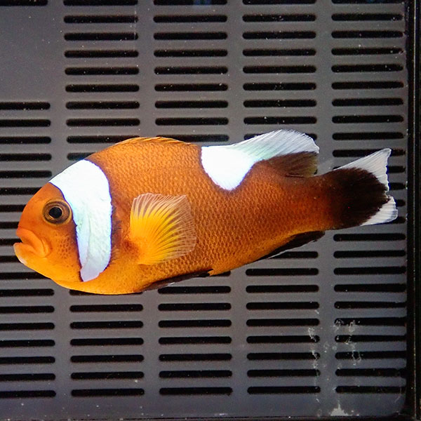 トウアカクマノミ大き目 6-8cm±! 海水魚 クマノミ 餌付け 15時までのご注文で当日発送(t115(t207