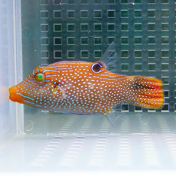 パプアントビー 4-6cm±!フグ 海水魚 15時までのご注文で当日発送(t123