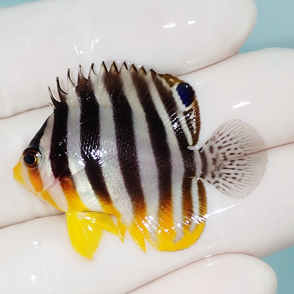 【現物22】シマヤッコ 4cm±! 海水魚 生体 15時までのご注文で当日発送(t111(t207