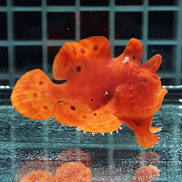 【現物3】イロカエルアンコウ 4.5cm! 海水魚 アンコウ 15時までのご注文で当日発送(t126(t207