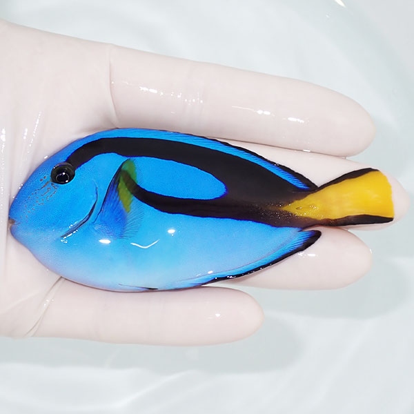 【現物2】ナンヨウハギ 10cm±! 海水魚 ハギ !15時までのご注文で当日発送【ハギ】(t119(t207