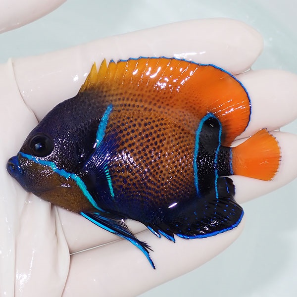 【現物1】イナズマヤッコ 7.5cm±!海水魚 ヤッコ 15時までのご注文で当日発送(t111(t207