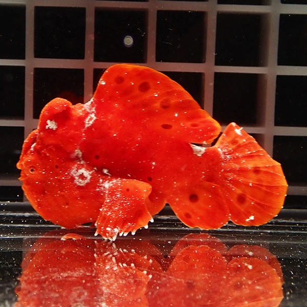 【現物4】イロカエルアンコウ 6.5cm! 海水魚 アンコウ 15時までのご注文で当日発送(t126(t207