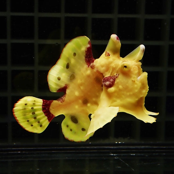 【現物5】クマドリカエルアンコウ 6cm! 海水魚 アンコウ 15時までのご注文で当日発送(t126(t207