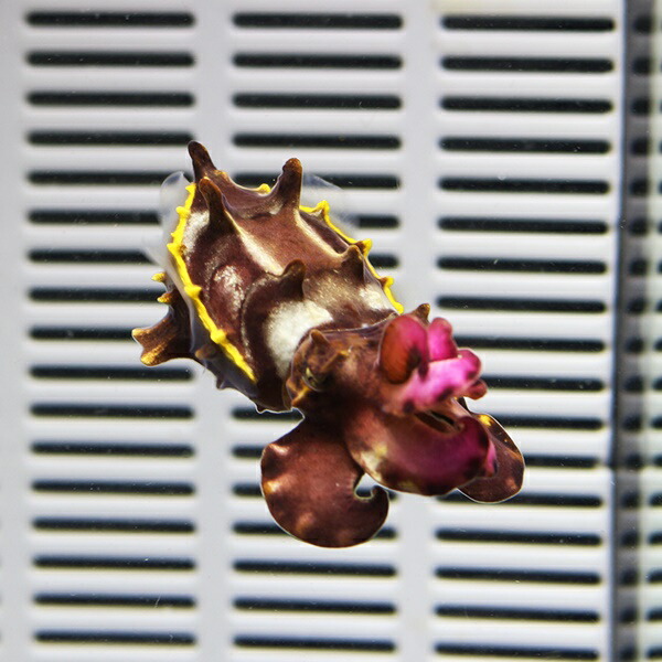 ハナイカ 4-6cm± ! 海水魚 イカ !15時までのご注文で当日発送【イカ】