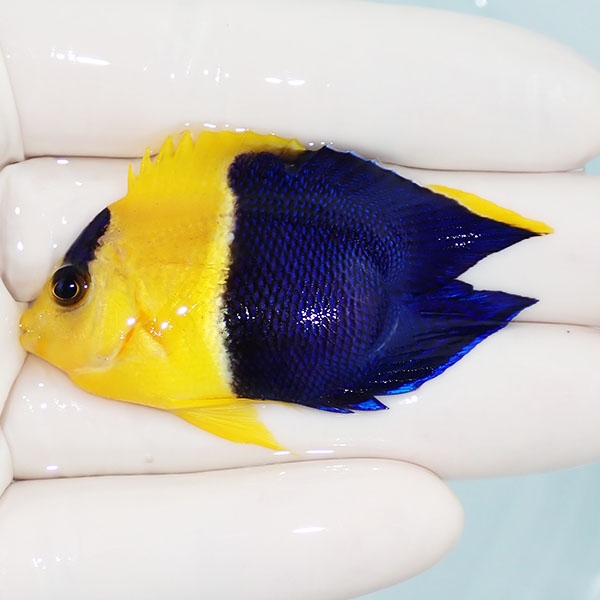 【現物】粒エサOK ソメワケヤッコ ハートテール 5.5cm± ! 海水魚 ヤッコ 15時までのご注文で当日発送(t111