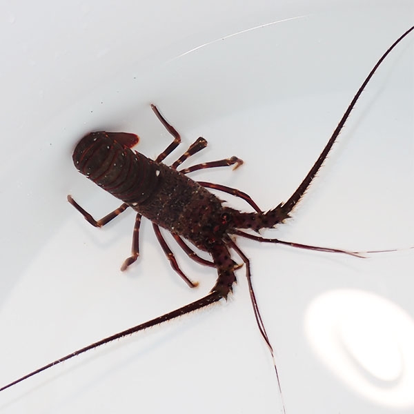 現物 イセエビsp.  8cm! 海水魚 エビ 15時までのご注文で当日発送(t129