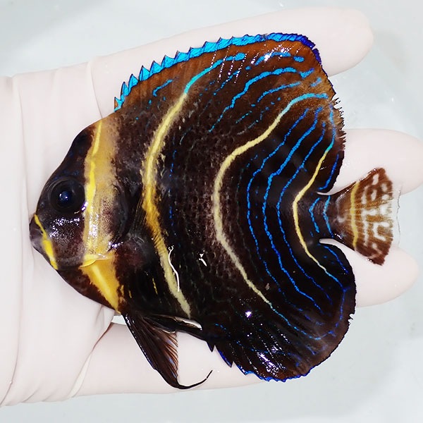 【現物1】粒エサOK コルテツエンゼル 9cm±!海水魚 ヤッコ 15時までのご注文で当日発送(t111