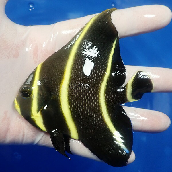 【現物6】フレンチエンゼル 10cm± !海水魚 ヤッコ 15時までのご注文で当日発送(t111