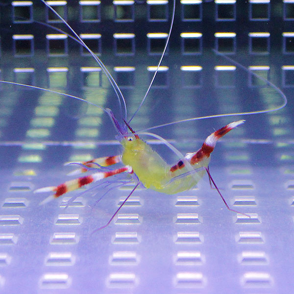 イエローボクサーシュリンプ 5cm±! 餌付け!【15時までのご注文で当日発送】海水魚 エビ(t129