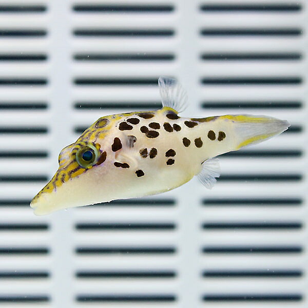 レオパードシャープノーズパファー 4-6cm±! フグ 海水魚! 15時までのご注文で当日発送(t123