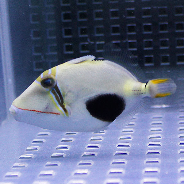 クラカケモンガラ 5-7cm±!モンガラ 海水魚 !15時までのご注文で当日発送(t119