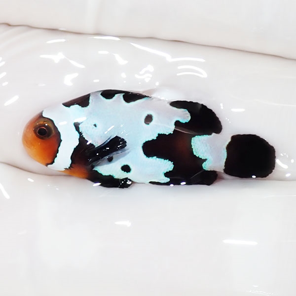 【現物2】ブラックスノーフレークオセラリス 3cm±! 海水魚 クマノミ 餌付け 15時までのご注文で当日発送(t115(t207