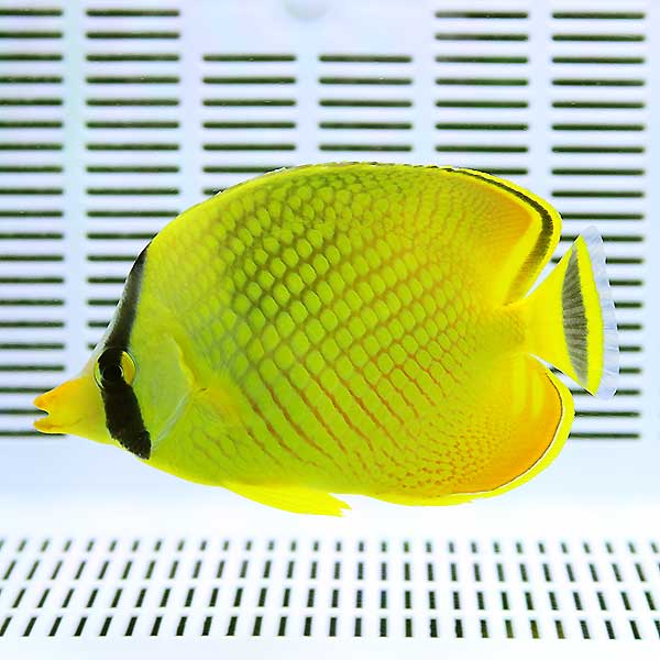 ★アミチョウ 8-10cm± ! 海水魚 チョウチョウウオ 15時までのご注文で当日発送(t114