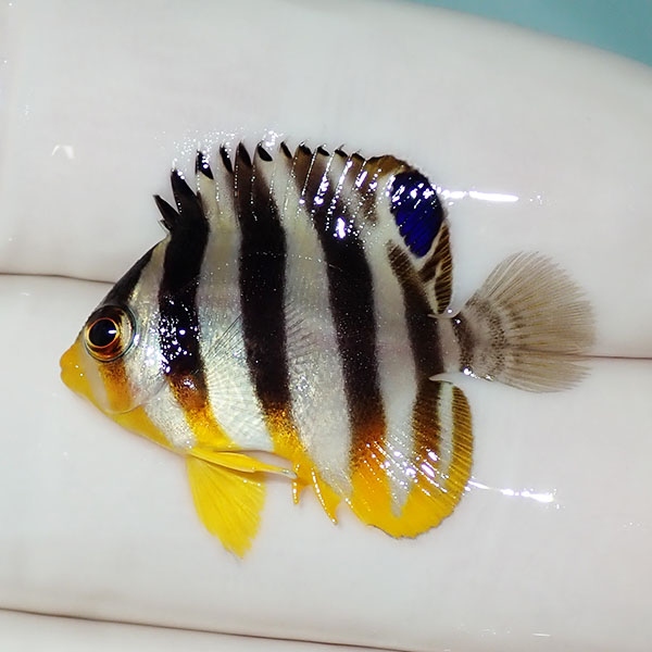 【現物23】シマヤッコ 3cm±! 海水魚 生体 15時までのご注文で当日発送(t111(t207