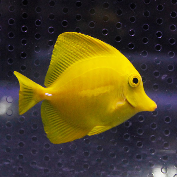 キイロハギ 6-8cm±! ハギ 海水魚  15時までのご注文で当日発送(t119