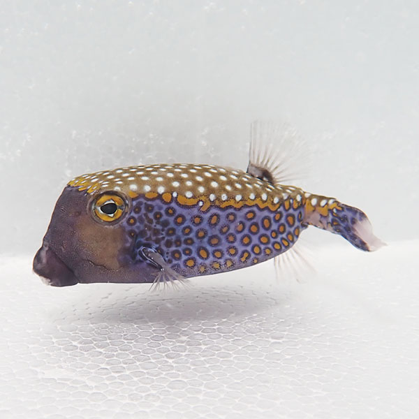 【現物】モルディブ産 クロハコフグオス 10cm± !海水魚 フグ 15時までのご注文で当日発送(t123(t207
