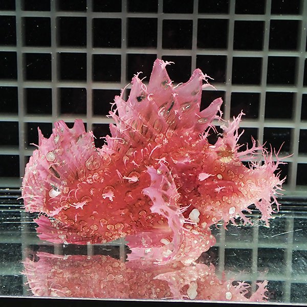 【現物1】ボロカサゴ 11cm± ! 海水魚  15時までのご注文で当日発送【カサゴ】(t207