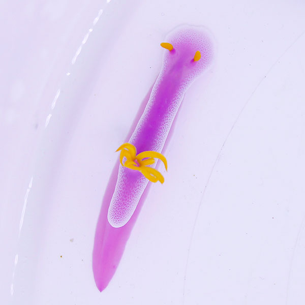 パープルスラッグ 2-4cm± ウミウシ! 海水魚 !【15時までのご注文で当日発送】【PHセール対象】【ウミウシ】