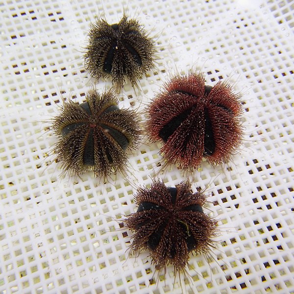 コシダカウニ 1匹 mixカラー 3-4cm± ! 海水魚 !【15時までのご注文で当日発送】【ウニ】